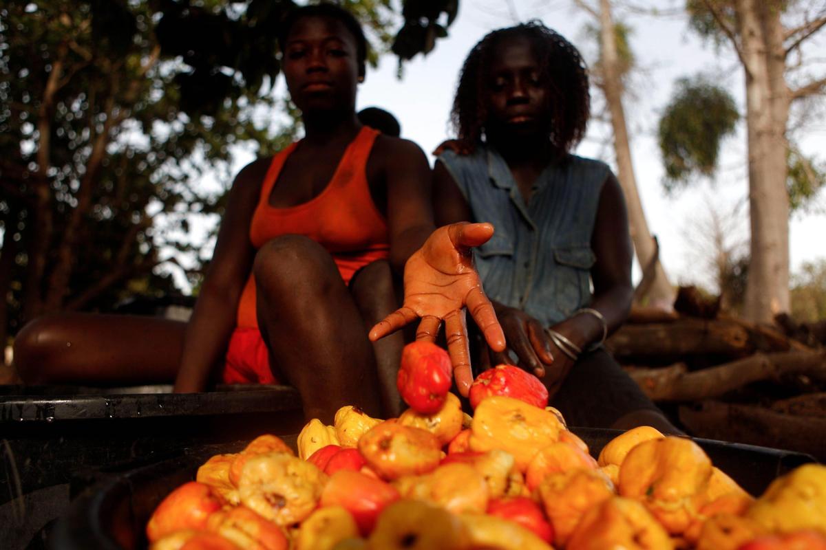 Raccolta degli anacardi in Guine-Bissau. Andre Kosters/Epa via Ansa